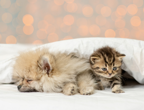 produits-veterinaires-pharmacie-de-l-houmeau